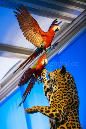 Beispielfoto Museumsfotografie Museum für Naturkunde Berlin