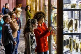 Beispielfoto Museumsfotografie Museum für Naturkunde Berlin