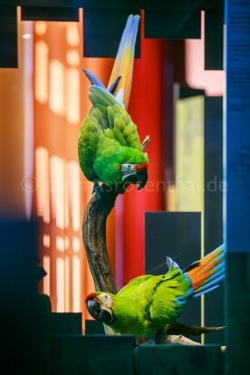 Beispielfoto Museumsfotografie Museum für Naturkunde Berlin