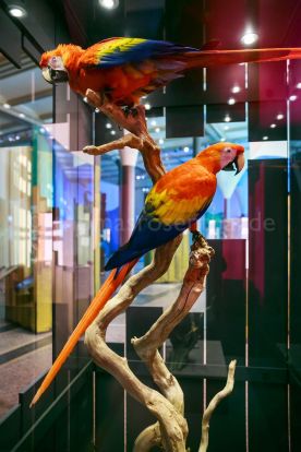 Beispielfoto Museumsfotografie Museum für Naturkunde Berlin