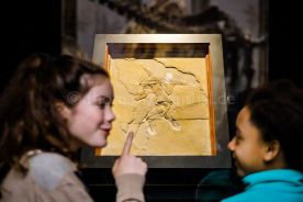 Beispielfoto Museumsfotografie Museum für Naturkunde Berlin