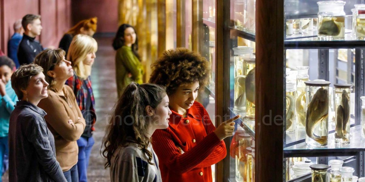 Fotograf für Museumsfotografie für das Museum für Naturkunde in Berlin