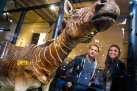 Beispielfoto Museumsfotografie Museum für Naturkunde Berlin